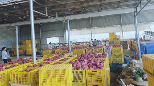 农产品深加工 迈向品牌化的必经之路