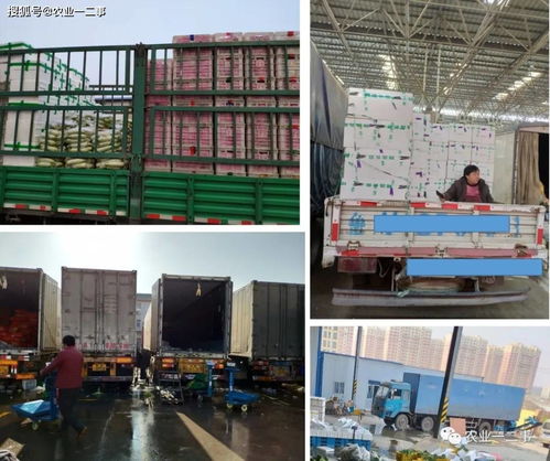 从田间到餐桌的低温旅程 初级农产品冷链的真实模样与未来五大发力点