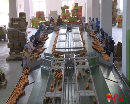 蔬菜捐赠全国第一 云南累计向湖北捐赠1.26万吨初级农产品，谱写抗疫情深