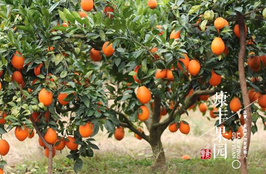 赣南脐橙 从初级农产品到“任性霸屏”的华丽转身