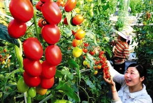 周末没处去？这些初级农产品体验地让你爱上田园时光